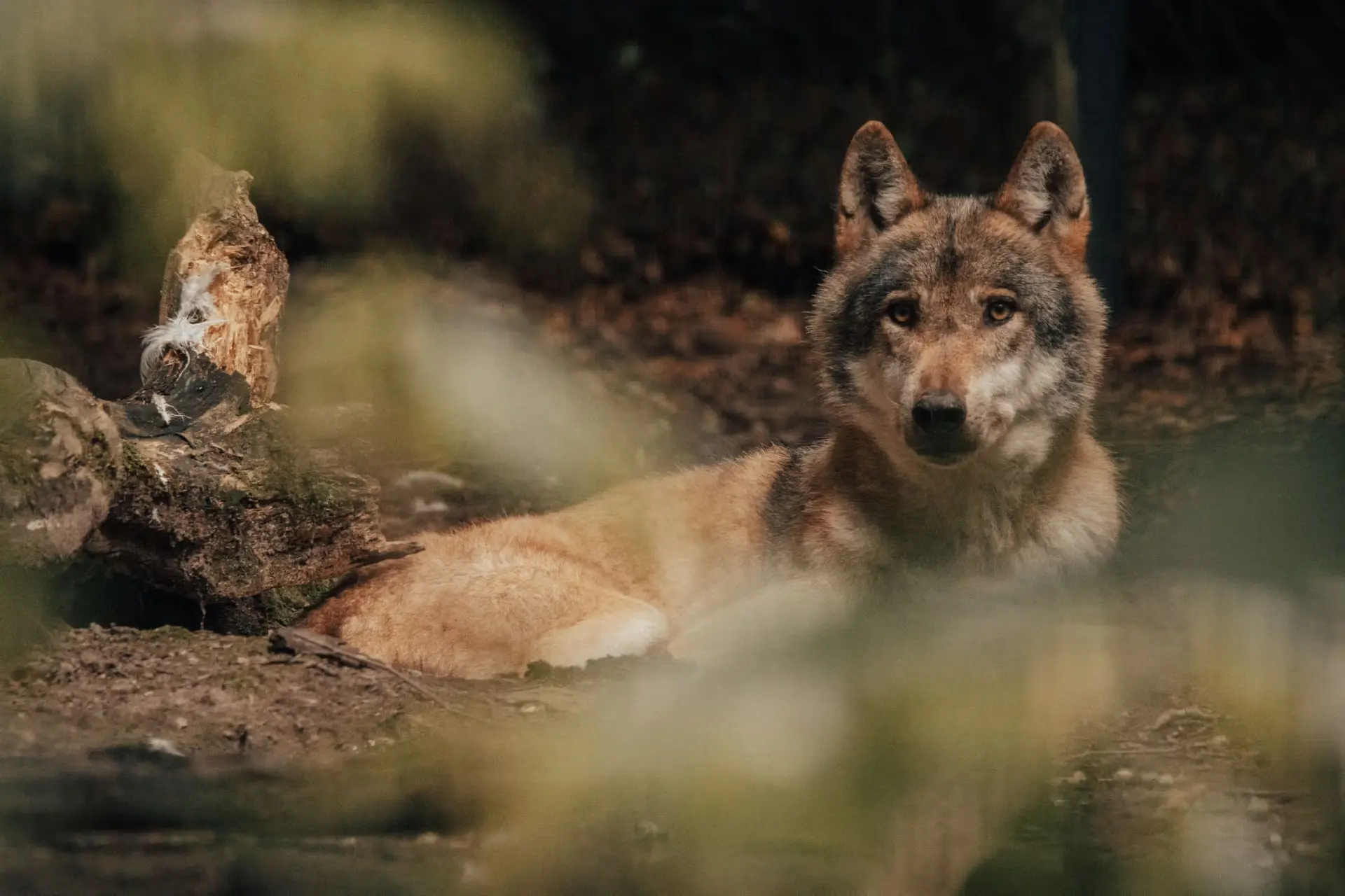 Illusion of Control: A Brutal Lesson inside Germany's Wildlife Parks