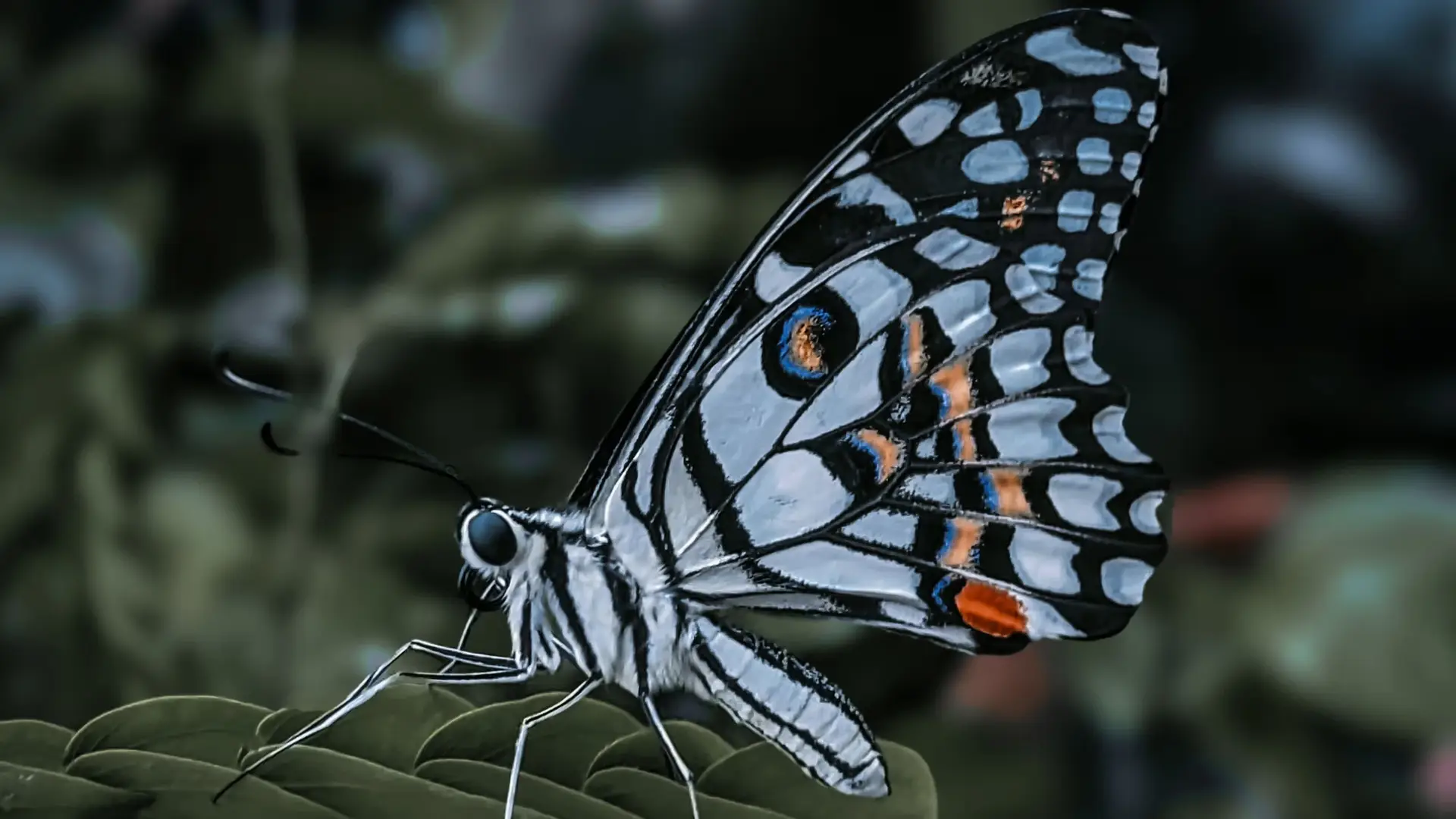 European Roots of the World’s Only Flying Mammals