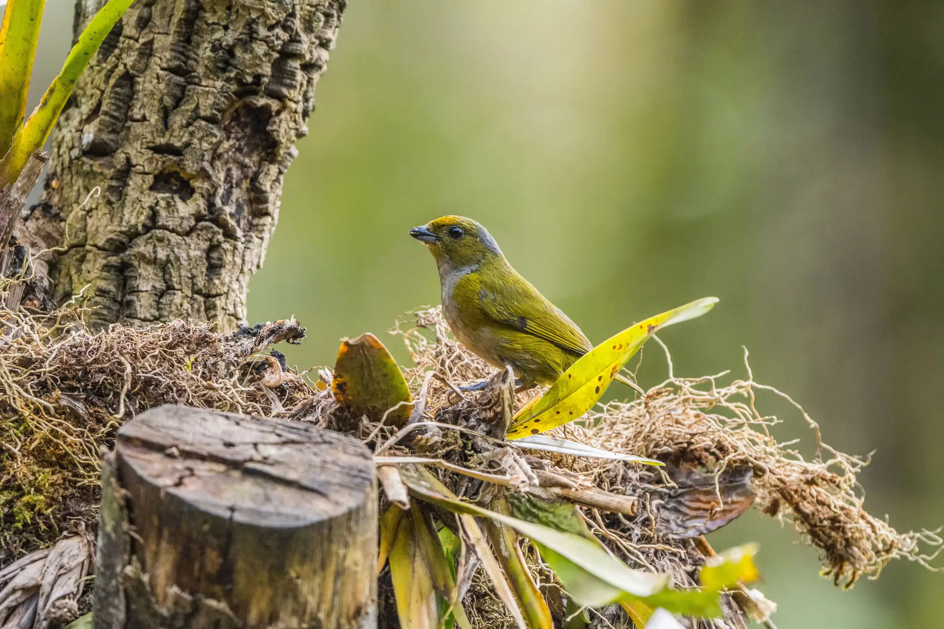 The Billion-Dollar Biodiversity Fund That Collected Pennies