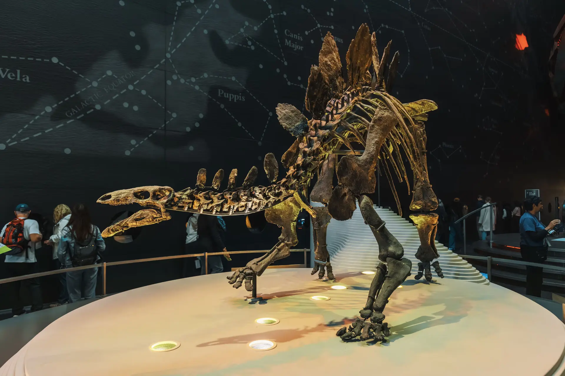 Capital, Not Collections: Why Private Fossil Sales Drive Scientific Discovery