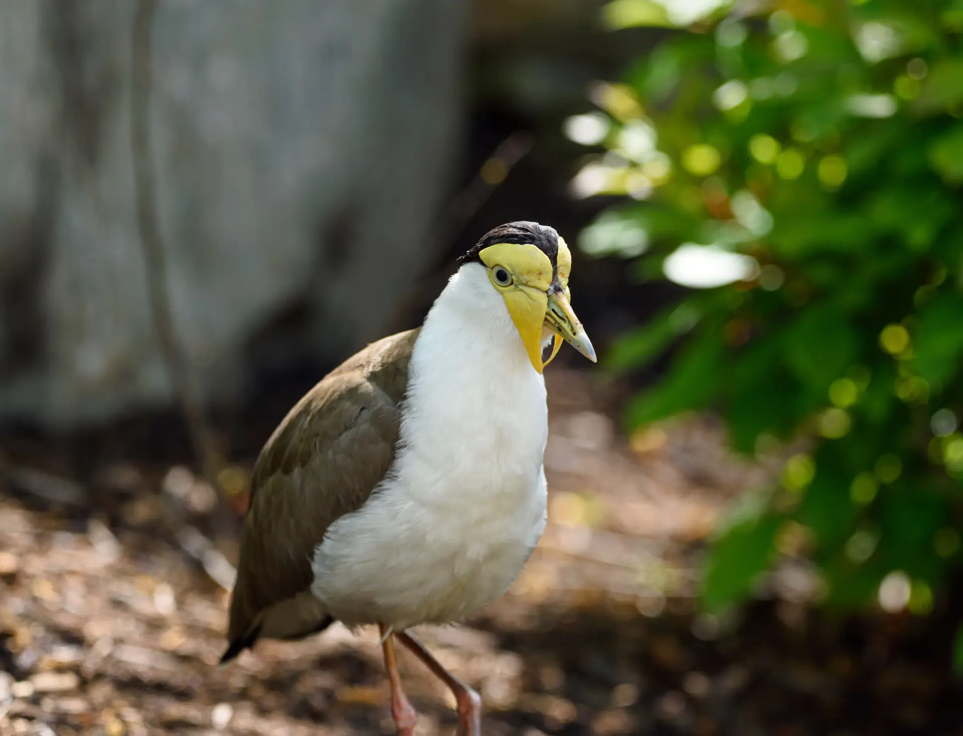 Coexistence on the Pitch: When Law and Avian Logic Share a Cricket Oval