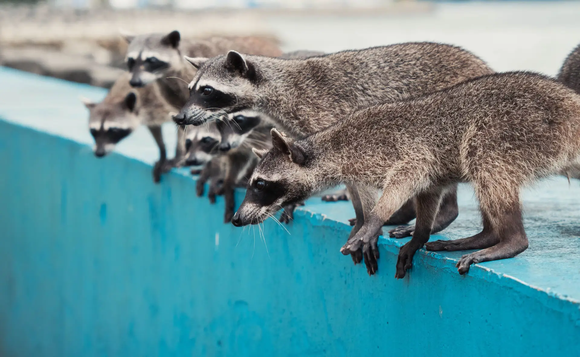 The Price of Inertia: Australia’s Feral Deer Crisis Exposes Bureaucratic Failure