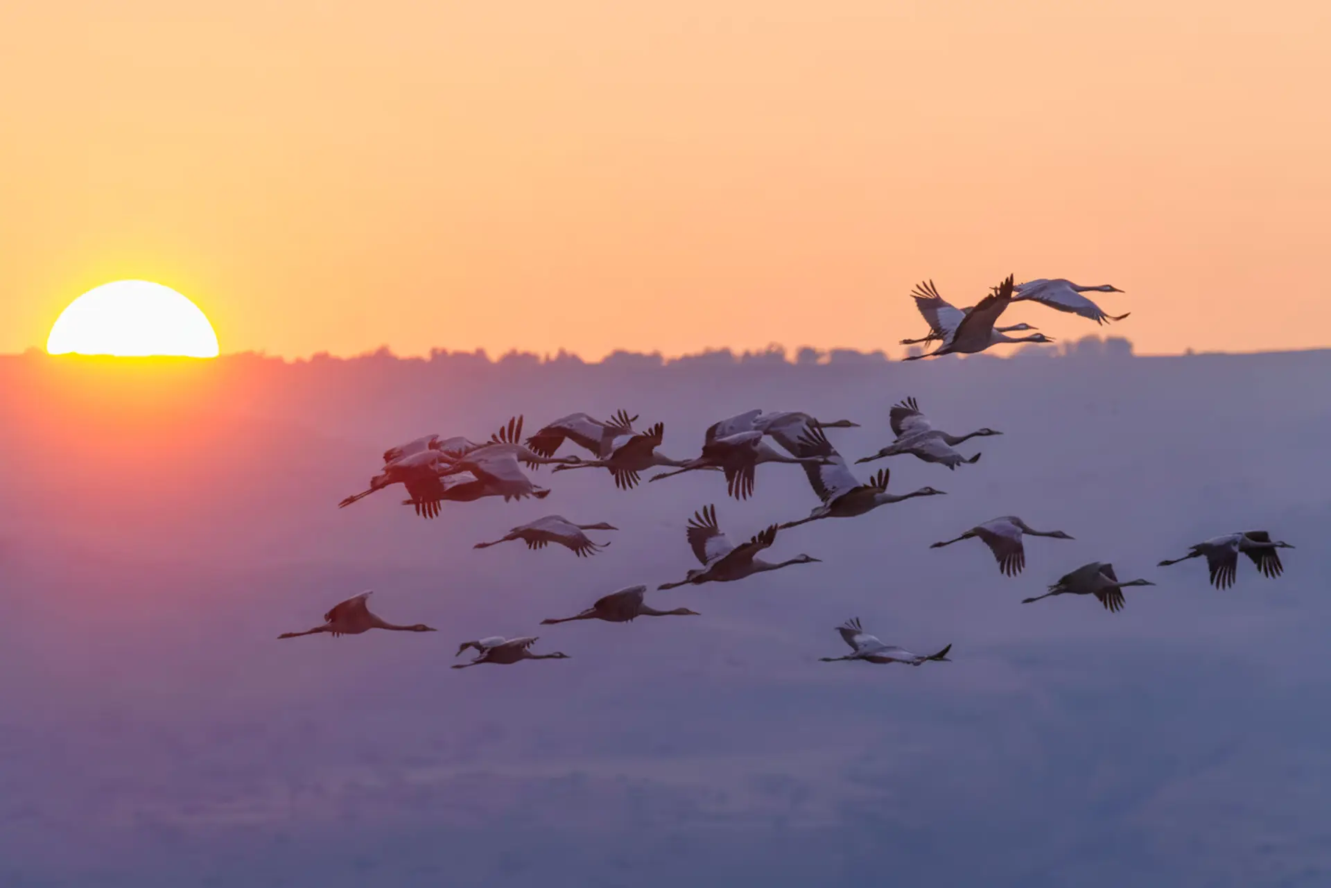 The Fallacy of Conditional Loyalty