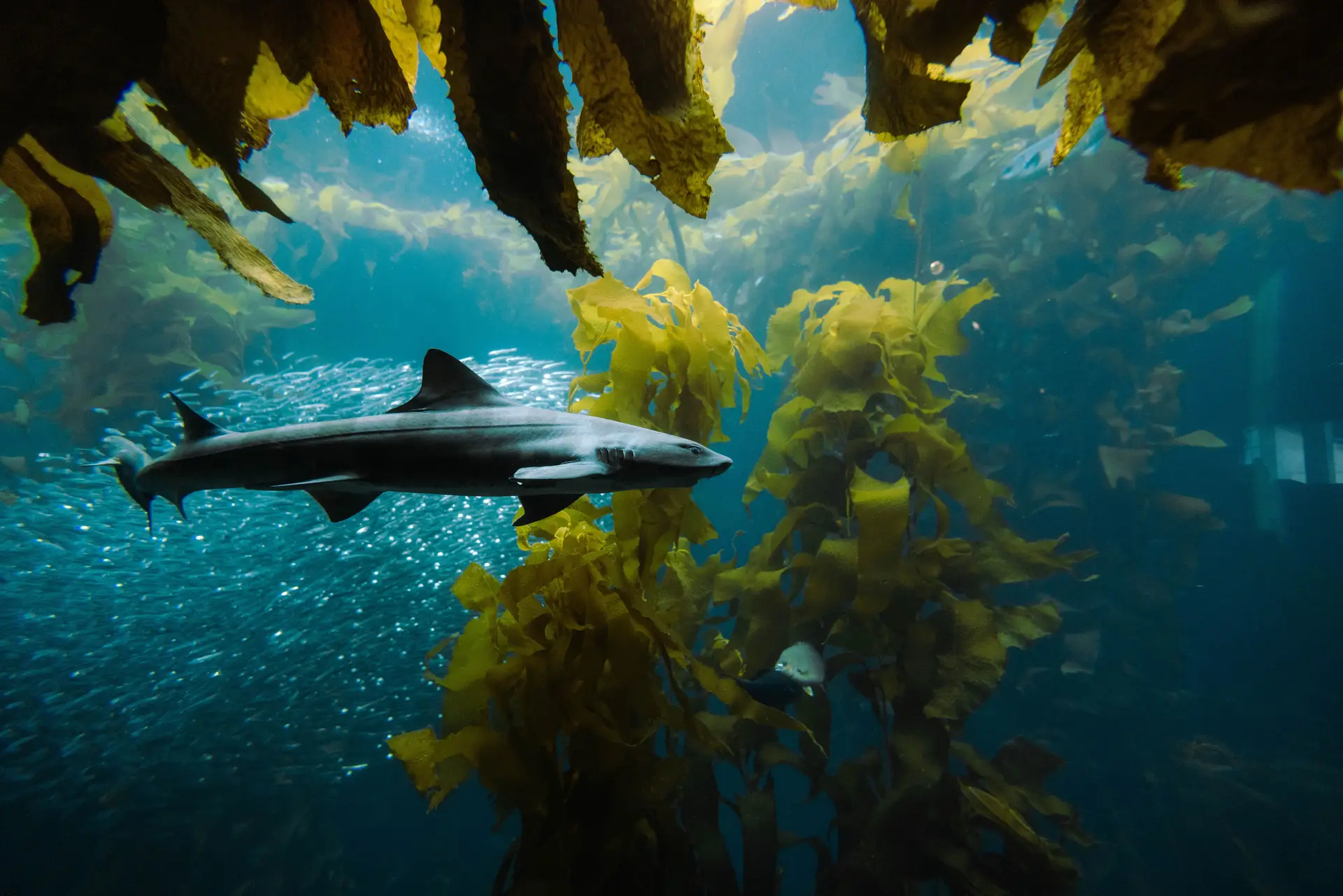 The Limits of Prevention: Fatal Shark Encounter Off South Africa's Coast