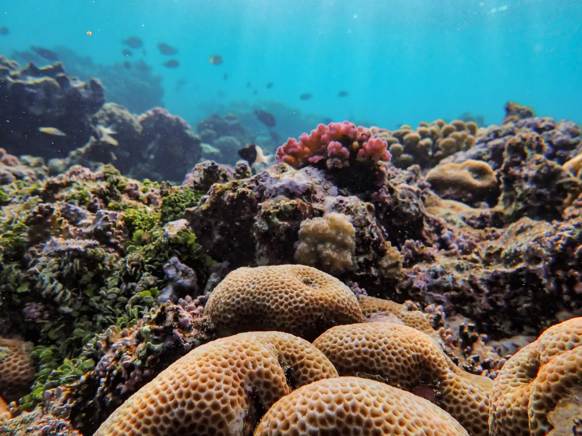 The Calculus of Marine Extinction