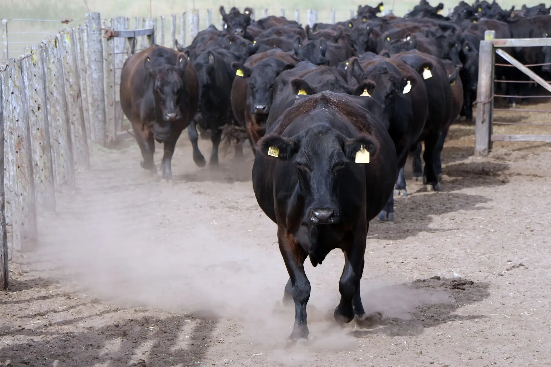 Washington's Beef Paradox: Tariff Pauses and Subsidies in Cattle Country