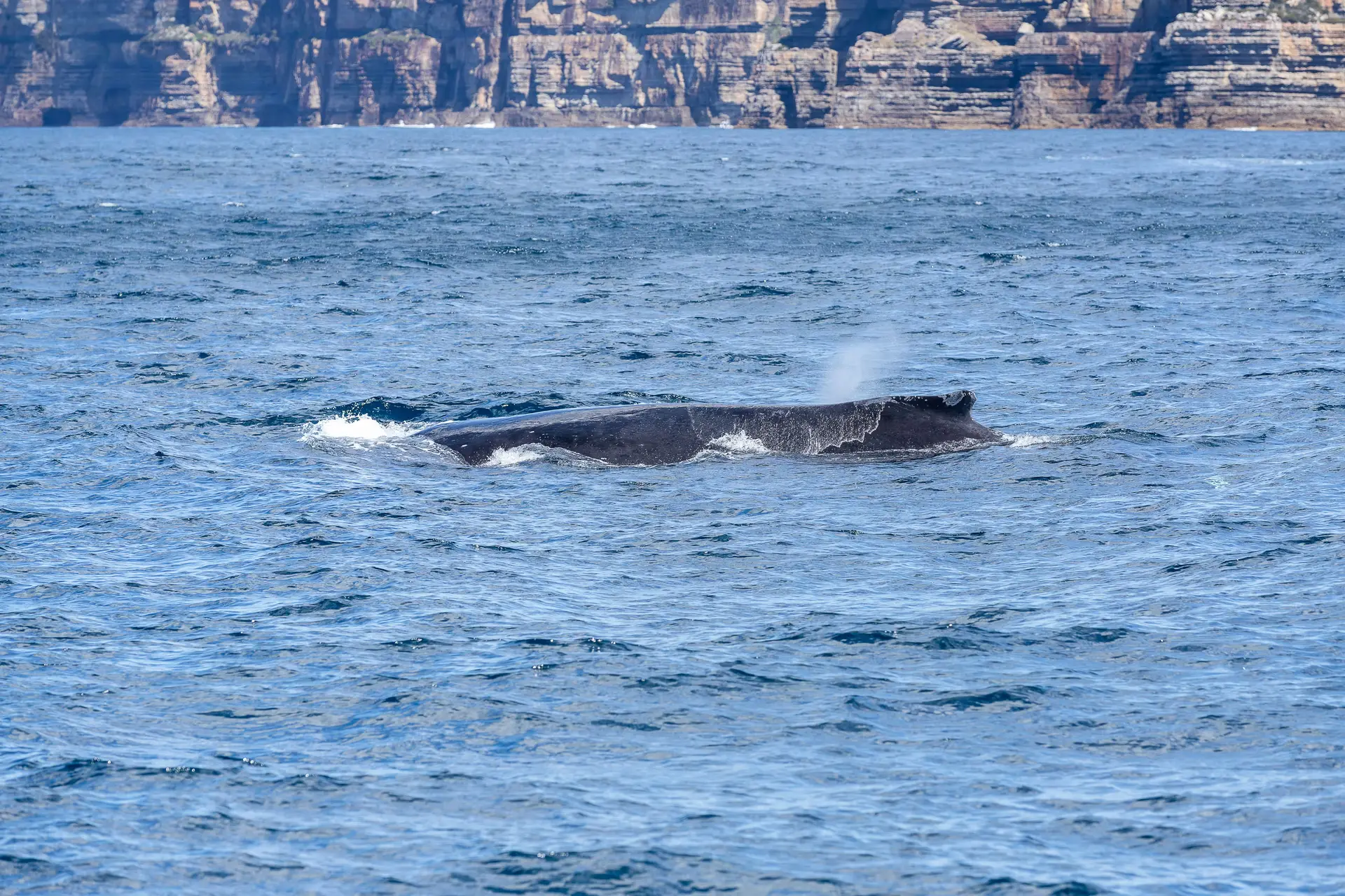 Sydney's Administrative Wave: How to Solve a Whale Problem by Doing Nothing