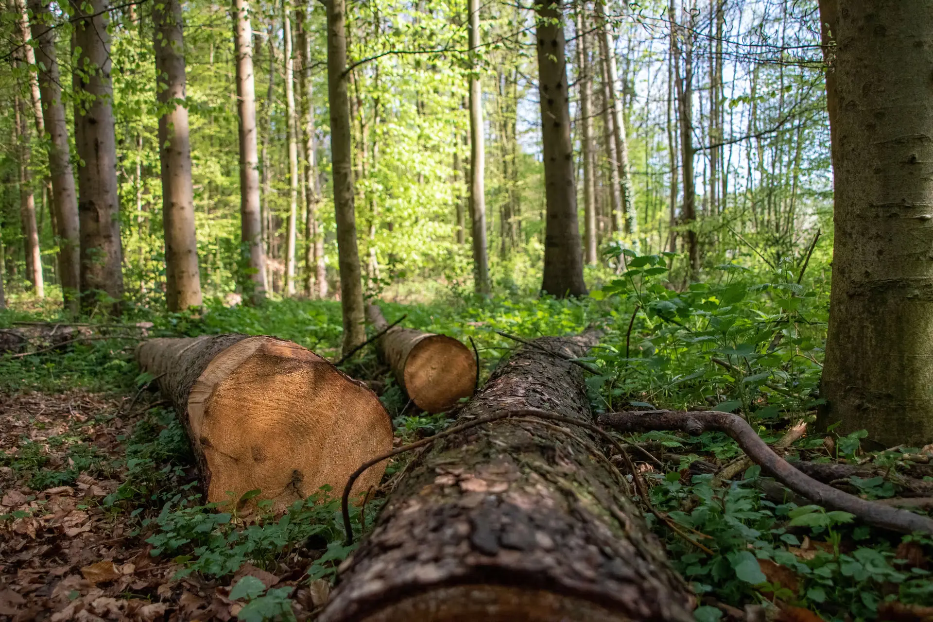 The Paper Dragon in the Jungle: Why Brussels' Anti-Deforestation Machinery Is Set to Stall