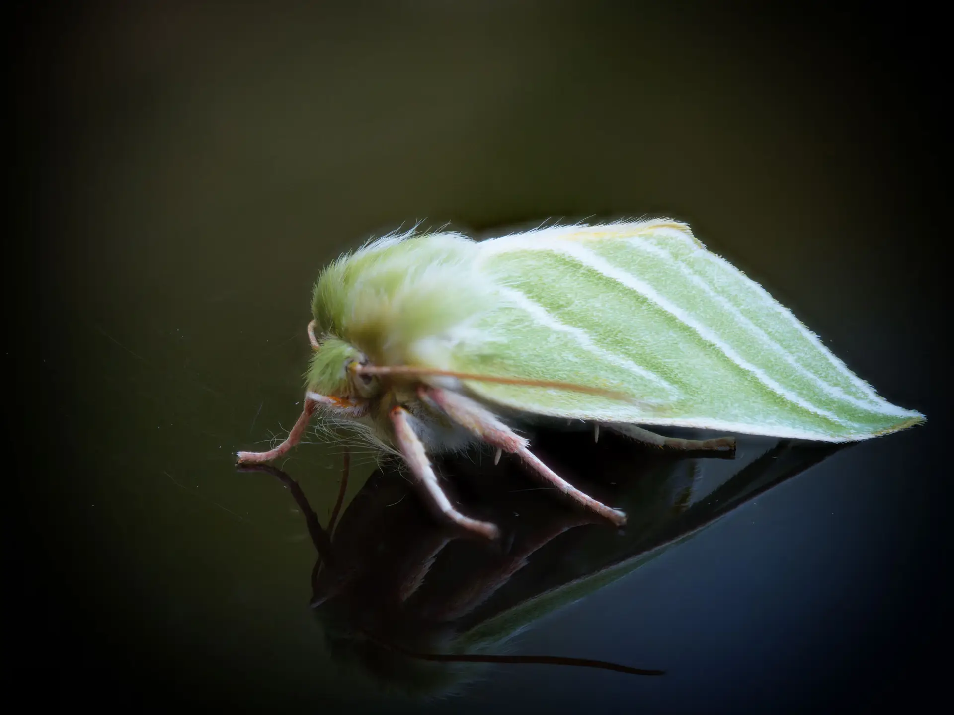 A Swarm Returns: The Moths Australia Thought It Had Lost