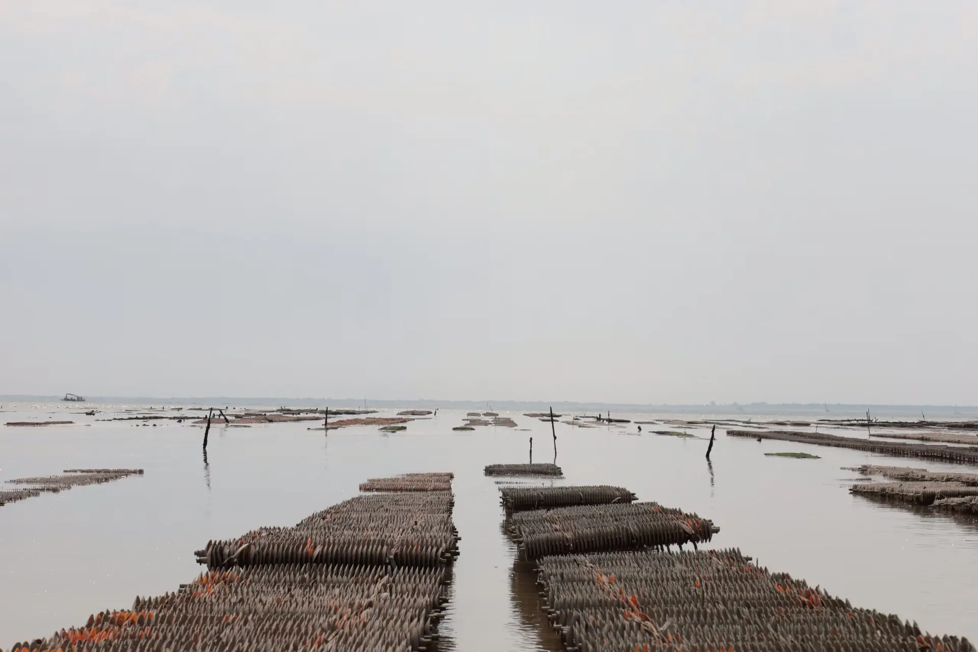 The oyster heist that left a whole industry counting bags