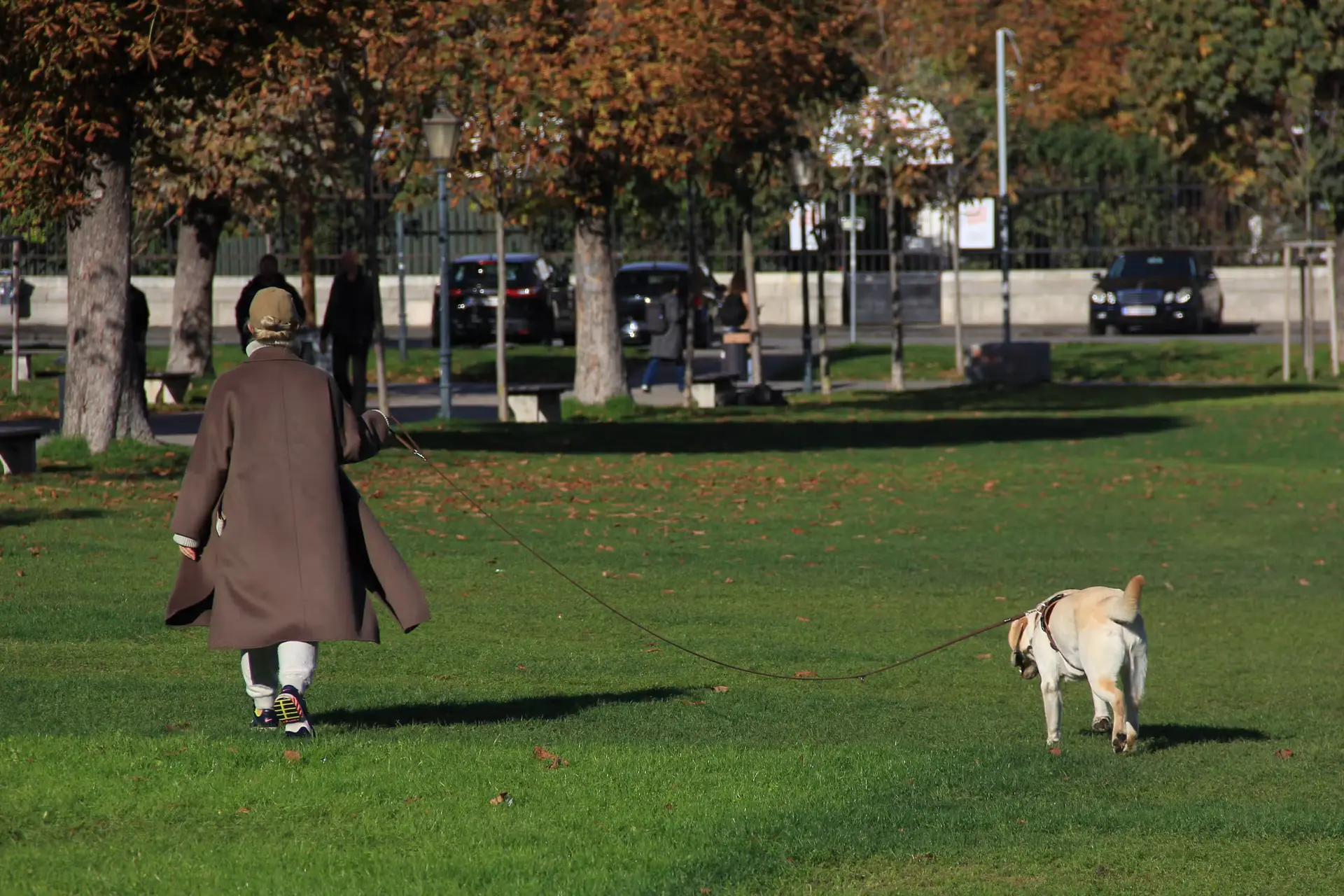 The High-Tech Confirmation of Canine Empathy