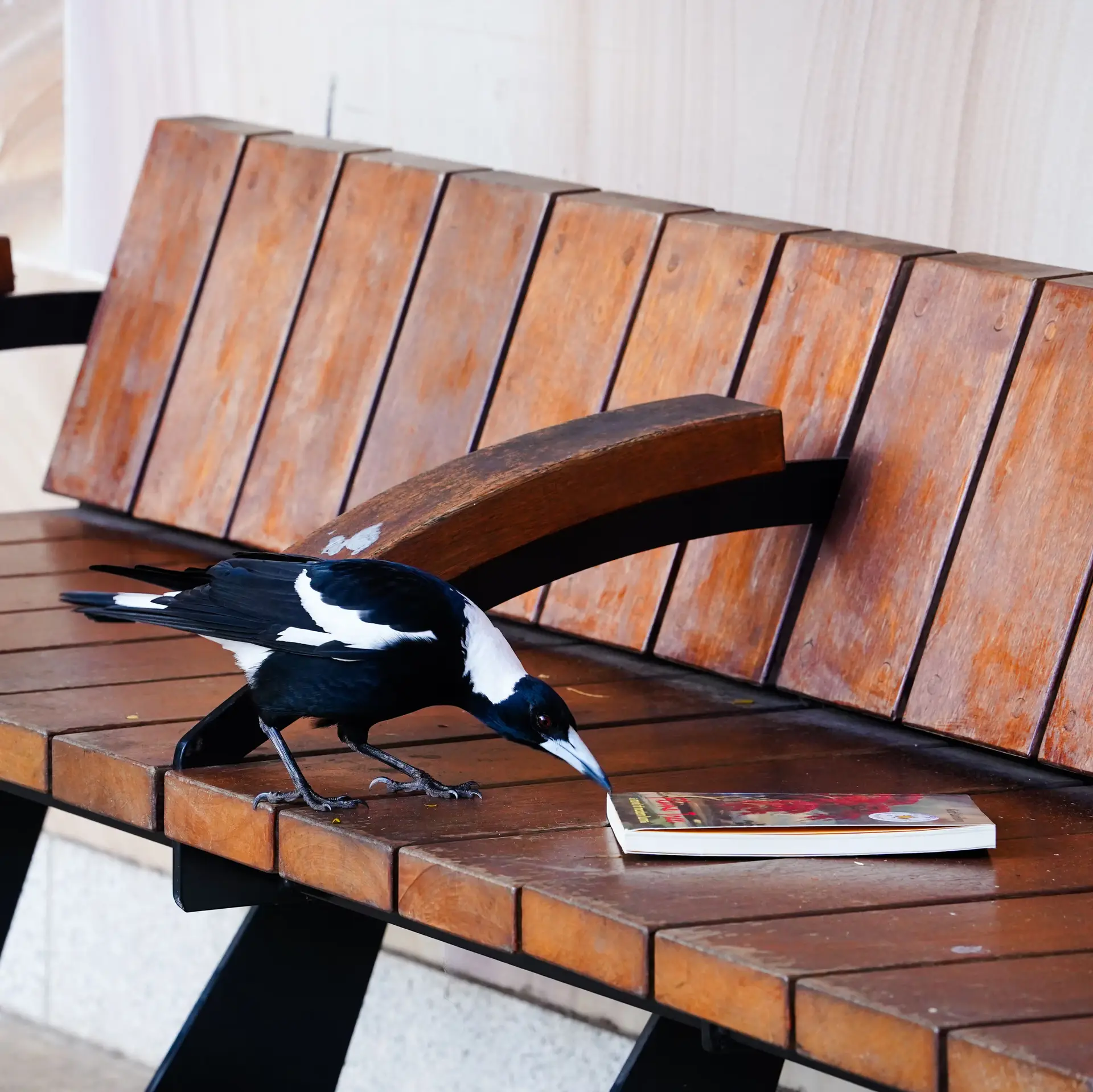 Nostalgia, Classrooms, and Cake: Australia’s Favorite Books Revealed