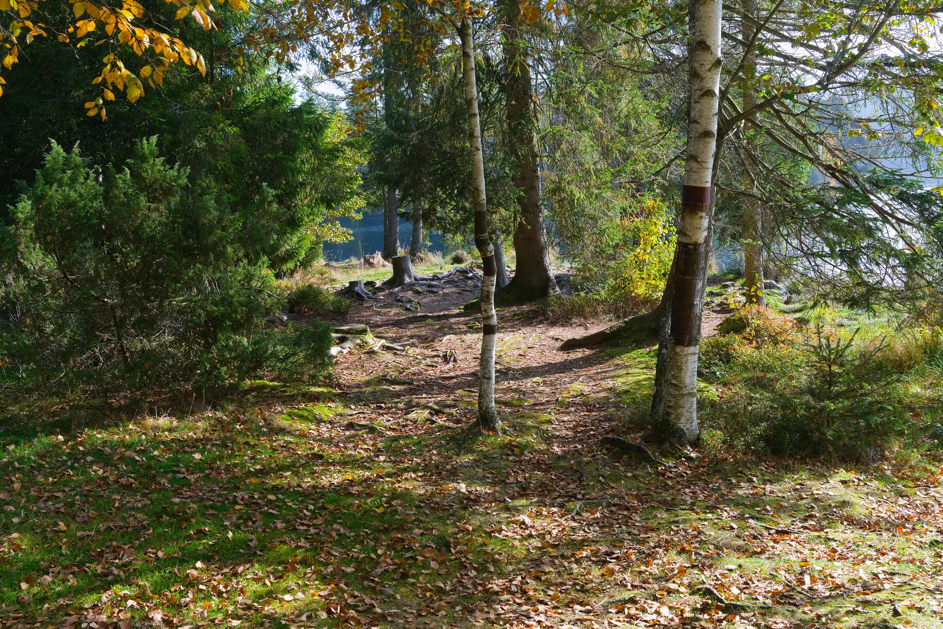 When Nature Falls, Who Pays? The Illusions of Forest Safety